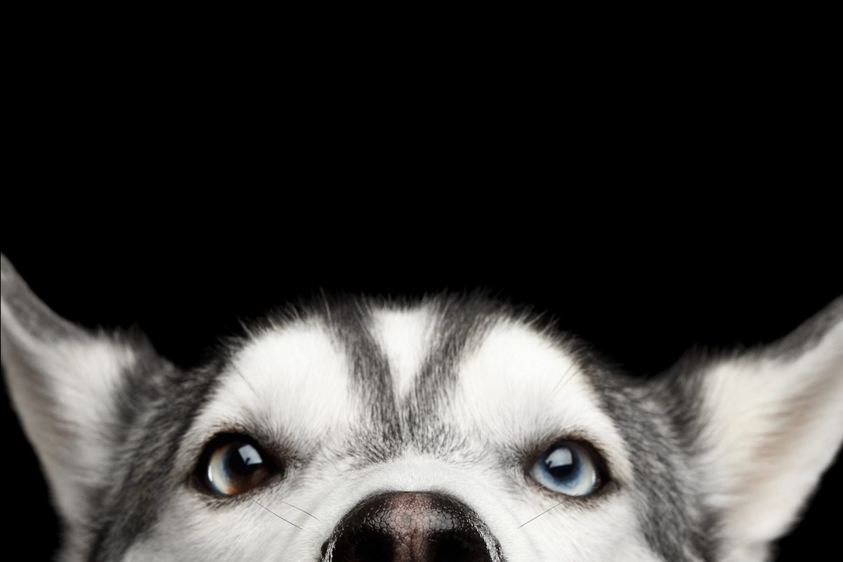 Puppy Love Project Image