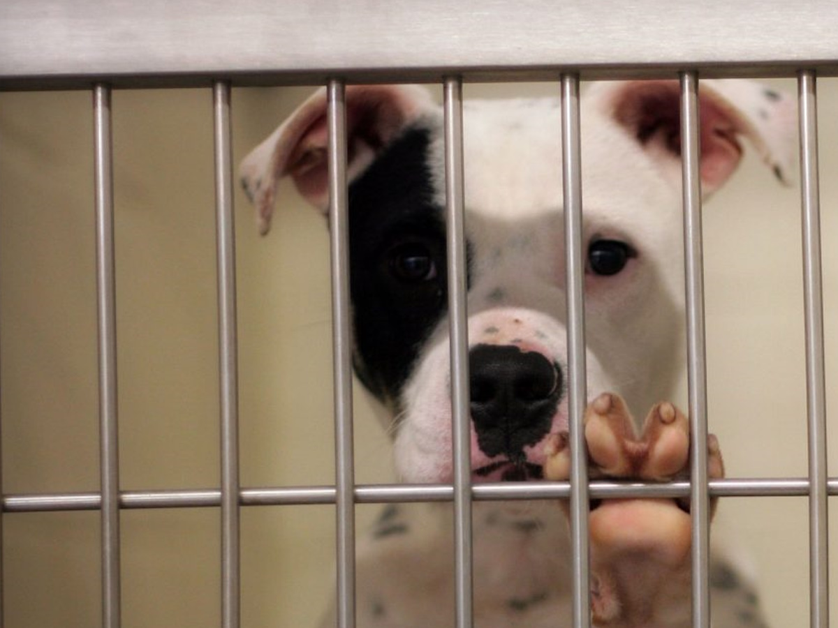 Animal Shelter Project Image